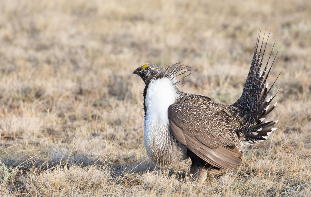 Greater Sage-Grouse © Erik Bruhnke